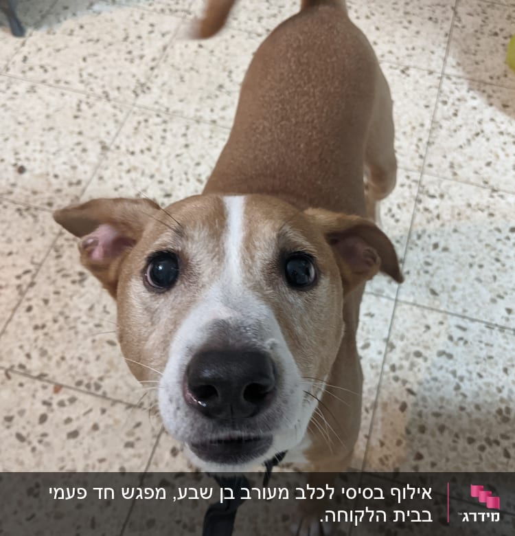 כלב עם קולר עומד על רצפה